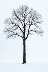 Obraz premium Tall isolated tree on white snowy landscape with bare branches, nature, solitude, snow