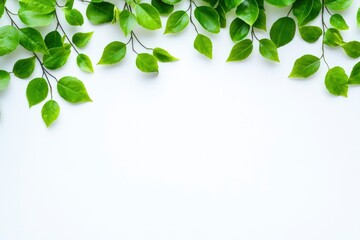 Green Leaves Border on White Background Natural Spring or Summer Design
