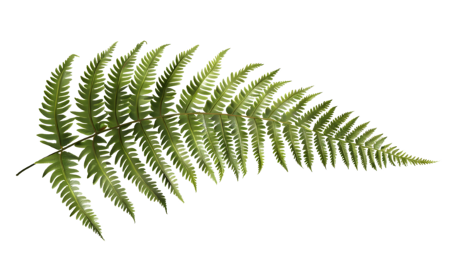 Detailed Green Frond with Intricate Leaves on a Black Background for Design and Nature Themes