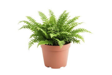 Fototapeta premium Healthy green fern plant in a terracotta pot on white background, cut out