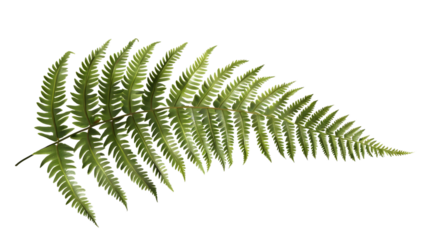 Detailed Green Frond with Intricate Leaves Isolated on Black Background for Design and Nature T