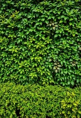 Obraz premium Lush green wall backdrop of diverse shrubs, textured leaves, background, leaves, wild plants