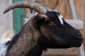 Side Profile of a Cameroonian Dwarf Goat Outdoors