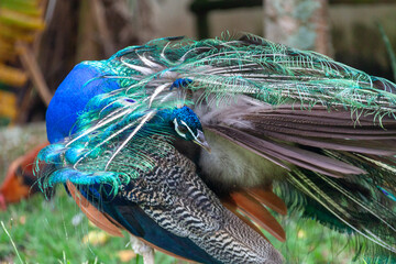 Male peacock (Pavo cristatus) preening feathers, details of iridescent plumage visible. Green woods...