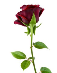 A single dark red rose with vibrant green leaves, isolated on a pure white background, vibrant, romantic, rose