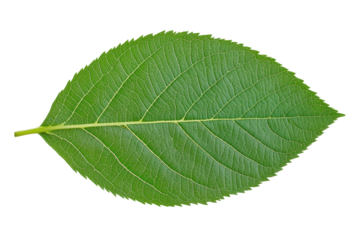 Detailed image of a green leaf on a black background showing veins and serrated edges, cut out