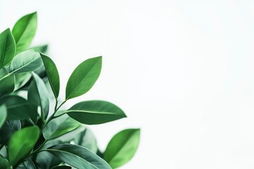 Green Leaves on White Background for Minimalist Natural Decoration Use