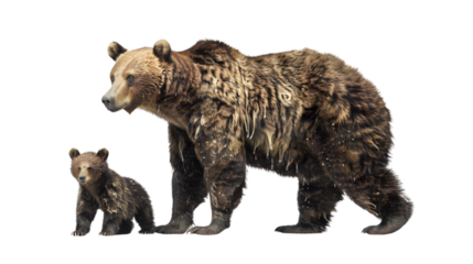 Brown Bear and Cub on Black Background Wildlife Photography