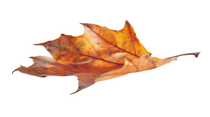 Naklejka premium Autumn Leaf with Vibrant Orange and Brown Colors Detailed Veins Perfect for Seasonal Designs