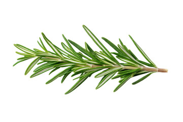 Fototapeta premium Fresh green rosemary herb isolated on black background, cut out