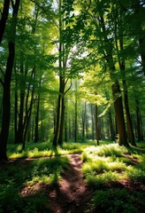 Fototapeta premium Sun-dappled forest glade, lush green canopy overhead, peaceful forest floor, mossy, dappled, environment