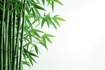 Green Bamboo Stalks and Leaves on White Background for Design and Decor