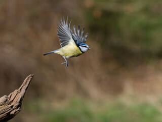 Blue tit, Cyanistes caeruleus
