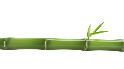A vibrant green bamboo stem with fresh leaves ideal for nature and botanical designs