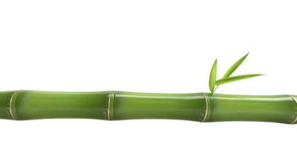 A vibrant green bamboo stem with fresh leaves ideal for nature and botanical designs