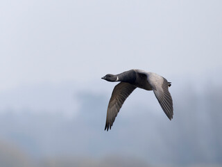 Brent goose, Branta bernicla
