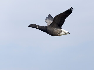 Brent goose, Branta bernicla