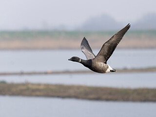 Brent goose, Branta bernicla