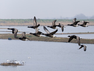 Brent goose, Branta bernicla