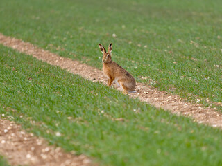 Brown hare, Lepus europaeus