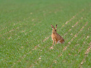 Brown hare, Lepus europaeus