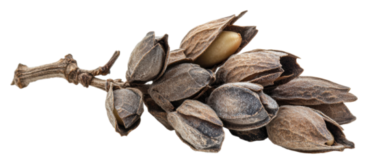Harvesting dried seed pods nature reserve botanic isolated on transparent background