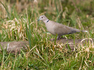 Collared dove, Streptopelia decaocto