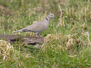 Collared dove, Streptopelia decaocto