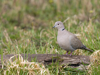 Collared dove, Streptopelia decaocto