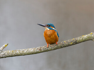 Kingfisher, Alcedo atthis
