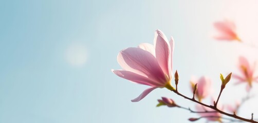 Single pink magnolia blossom adrift in a soft blue sky, serene and abstract, mood, abstract