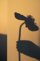 Silhouette of a Hand Holding Poppy Anemony Flower. Shadow on Neutral Background  © Tina