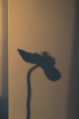 Silhouette of a  Poppy Anemony Flower. Shadow on Neutral Background  © Tina