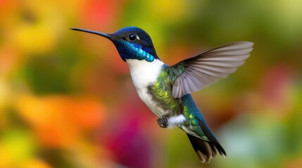 Fototapeta premium Up-close image of a vibrant, iridescent hummingbird mid-flight, showcasing its colorful feathers and dynamic motion.