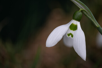 Obraz premium A delicate close-up of a snowdrop flower captured with a shallow depth of field, highlighting the pure white petals and green markings.