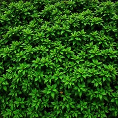 Lush green bush backdrop, vibrant foliage, dense texture, vegetation, landscape, botanical