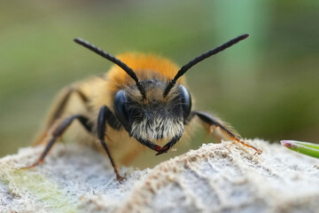 Frontal closeup on a male Tawny mining bee, Andrena fulva perched on a dried leaf