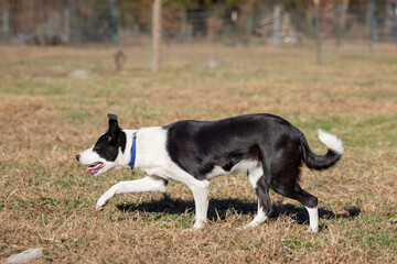 Black & White Border Collie Stalking