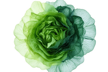 Obraz premium Close-up of vibrant green lettuce head with detailed leaf texture, cut out