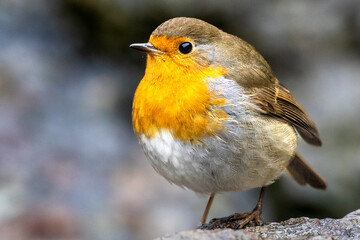 Robin