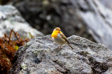 Robin