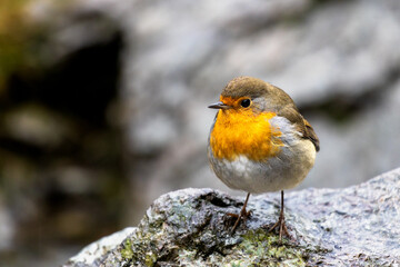 Robin