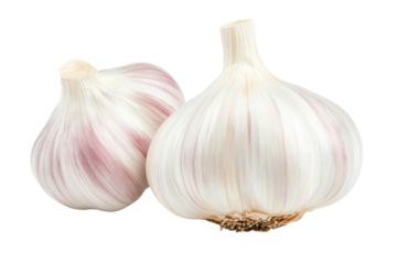 Two fresh garlic bulbs with purple stripes isolated on white background, cut out
