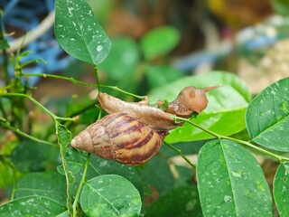 snail on a leaf © lcwang