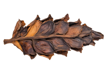 Dried brown leaf with intricate veins against black background, cut out