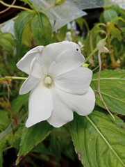 white flower in the garden