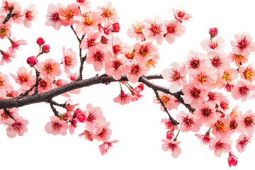 Cherry blossom bloom nature floral spring isolated on transparent background