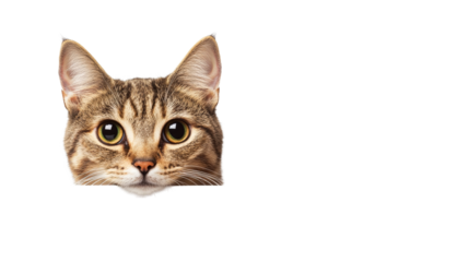 A charming brown tabby cat peeks with large expressive eyes