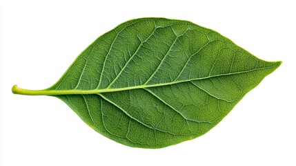 Fototapeta premium Single vibrant green leaf isolated on white.