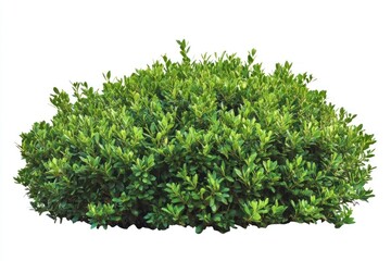 Obraz premium Green Shrub Bush Isolated on White Background Landscape Element